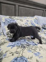 Green collar, a female Cane Corso for sale in Norco, CA – 1 of 4