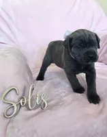 Lime Collar, a female Cane Corso for sale in Norco, CA – 4 of 9