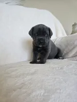 Teal collar, a male Cane Corso for sale in Norco, CA – 3 of 3