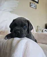 Brown Collar, a male Cane Corso for sale in Norco, CA – 4 of 10