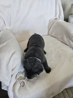 Lavender collar, a female Cane Corso for sale in Norco, CA – 5 of 9