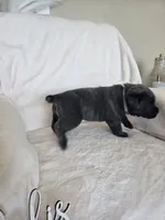 Lavender collar, a female Cane Corso for sale in Norco, CA – 6 of 9
