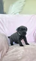 Lime Collar, a female Cane Corso for sale in Norco, CA – 6 of 9
