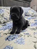Green collar, a female Cane Corso for sale in Norco, CA – 2 of 4