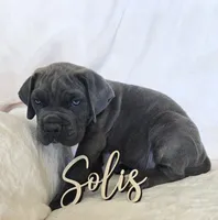 Brown Collar, a male Cane Corso for sale in Norco, CA – 3 of 10
