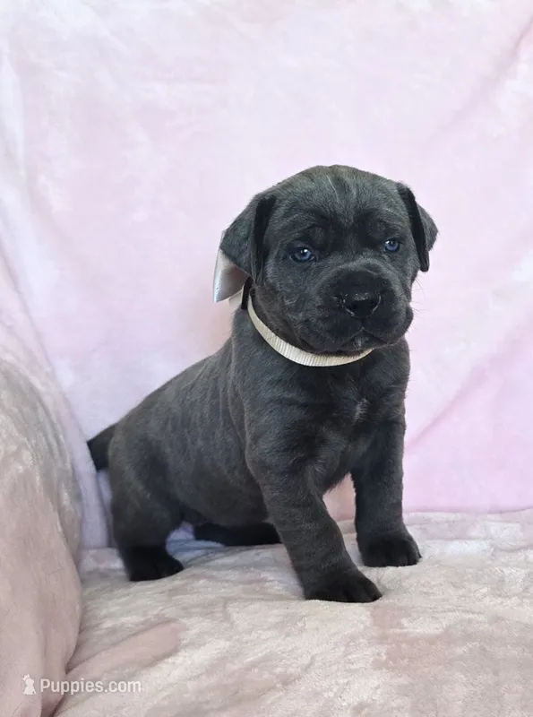 Lime Collar – Cane Corso puppy for sale in Norco, CA