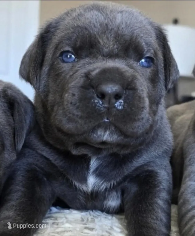 Teal, a female Cane Corso for sale in Norco, CA – Photo 1 of 3