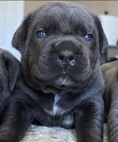 Teal, a female Cane Corso for sale in Norco, CA – Photo 1 of 3