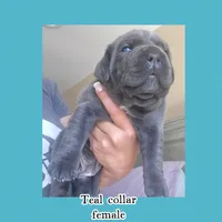 Teal, a female Cane Corso for sale in Norco, CA – Photo 3 of 3