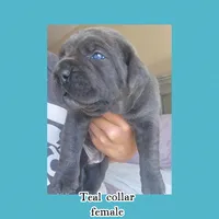 Teal, a female Cane Corso for sale in Norco, CA – Photo 2 of 3