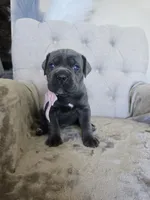 Pink collar, a female Cane Corso for sale in Norco, CA – 2 of 3