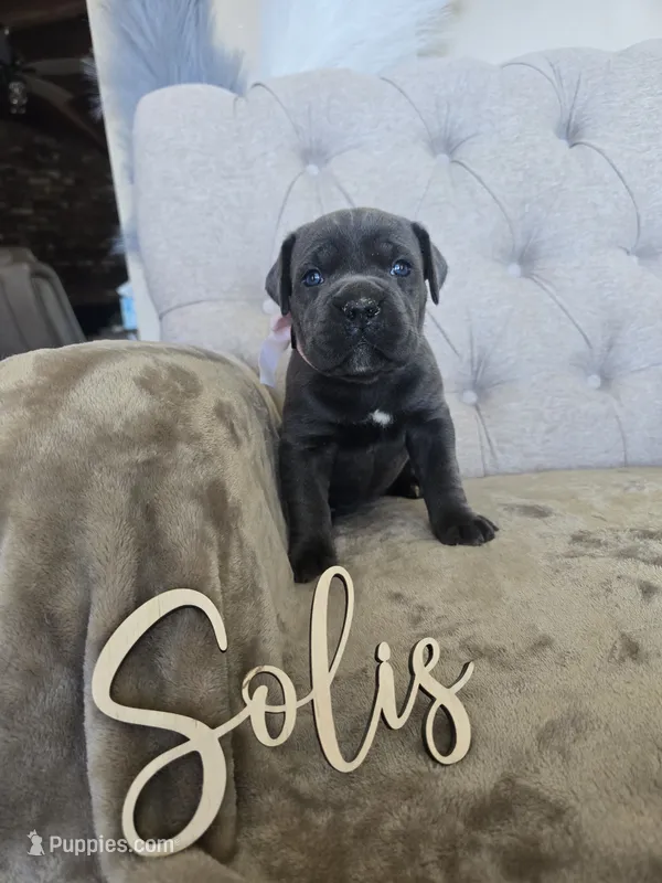 Pink collar – Cane Corso puppy for sale in Norco, CA