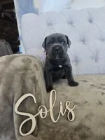 Pink collar, a female Cane Corso for sale in Norco, CA – 1 of 3
