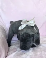 Lime Collar, a female Cane Corso for sale in Norco, CA – 9 of 9