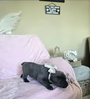 Lime Collar, a female Cane Corso for sale in Norco, CA – 7 of 9