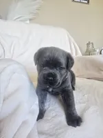 Lavender collar, a female Cane Corso for sale in Norco, CA – 7 of 9