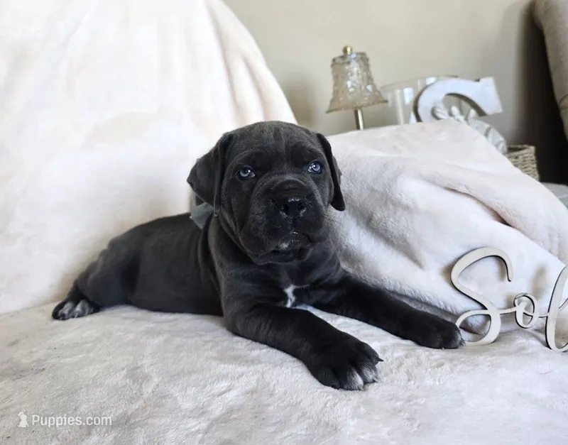 Black Collar – Cane Corso puppy for sale in Norco, CA