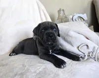 Black Collar, a female Cane Corso for sale in Norco, CA – 1 of 10