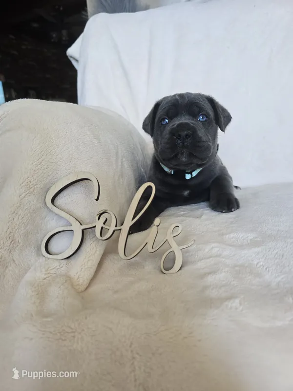 Teal collar – Cane Corso puppy for sale in Norco, CA