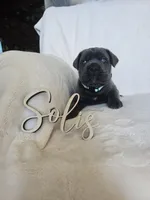 Teal collar, a male Cane Corso for sale in Norco, CA – 1 of 3