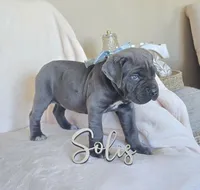 Black Collar, a female Cane Corso for sale in Norco, CA – 7 of 10