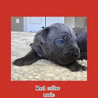 Red collar , a male Cane Corso for sale in Norco, CA – Photo 3 of 5