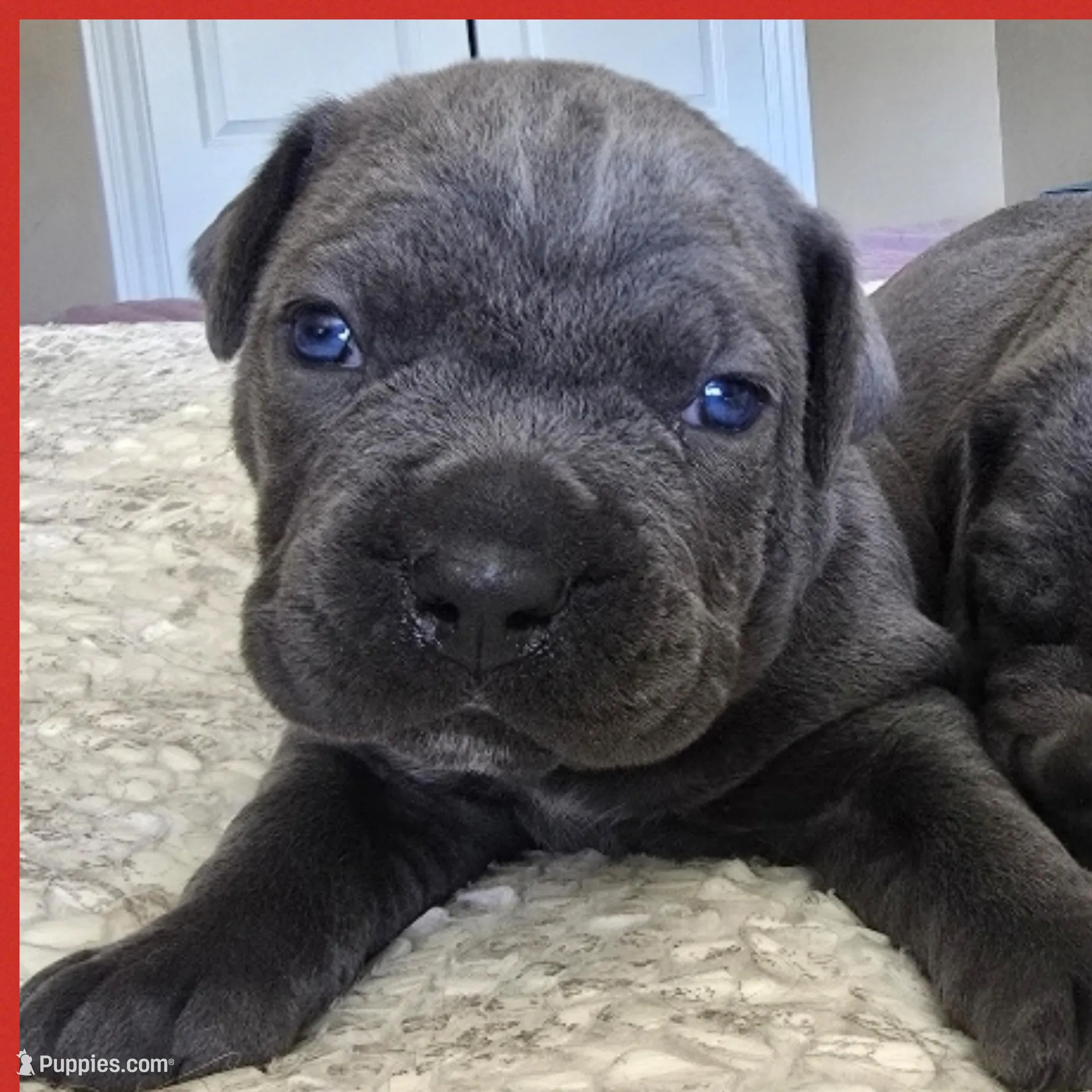 Red collar , a male Cane Corso for sale in Norco, CA – Photo 4 of 5
