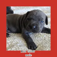 Red collar , a male Cane Corso for sale in Norco, CA – Photo 1 of 5
