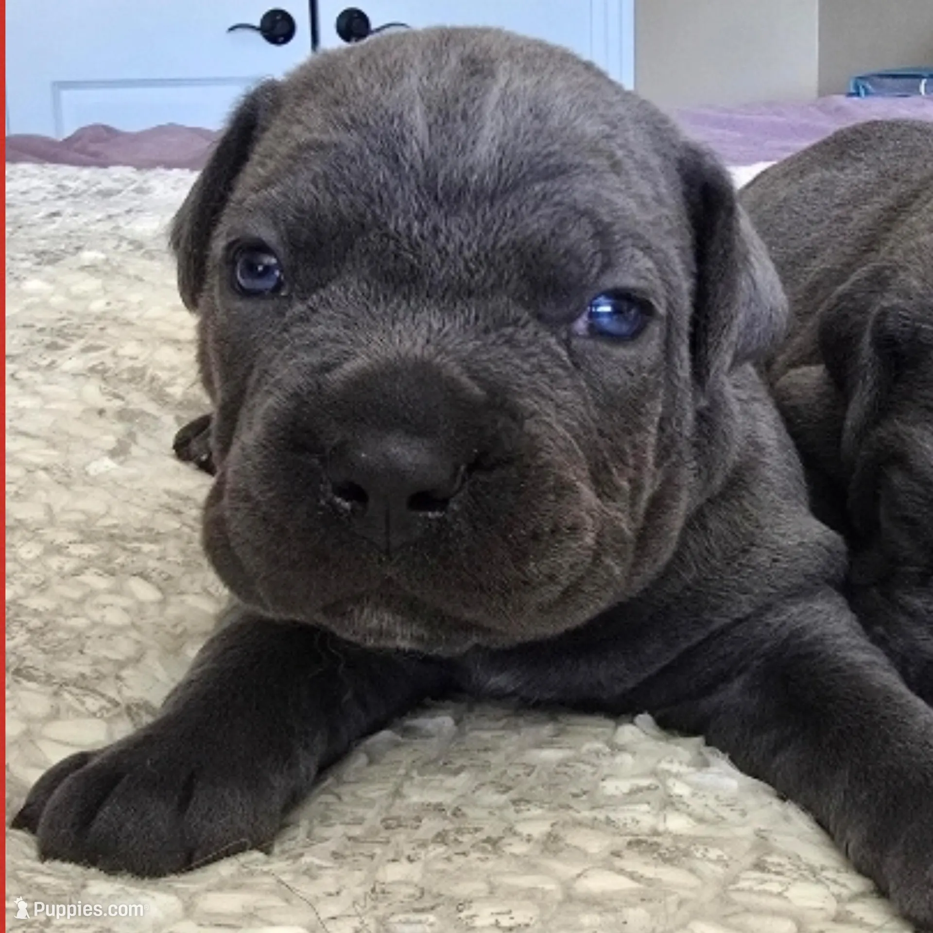 Red collar , a male Cane Corso for sale in Norco, CA – Photo 2 of 5