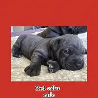 Red collar , a male Cane Corso for sale in Norco, CA – Photo 5 of 5