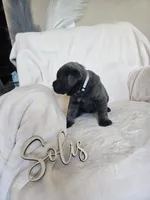Lavender collar, a female Cane Corso for sale in Norco, CA – 3 of 9