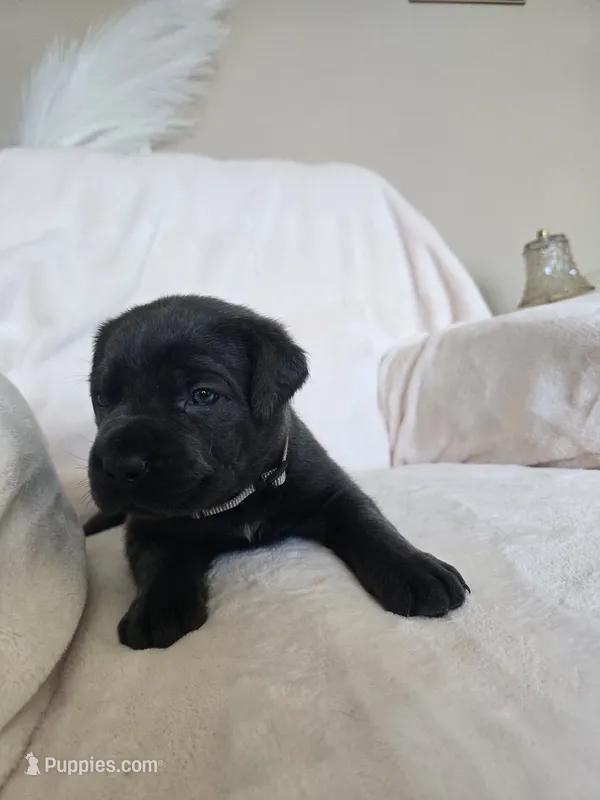 Tan collar – Cane Corso puppy for sale in Norco, CA