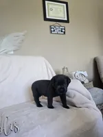 Tan collar, a male Cane Corso for sale in Norco, CA – 3 of 3