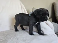 Black Collar, a female Cane Corso for sale in Norco, CA – 4 of 10