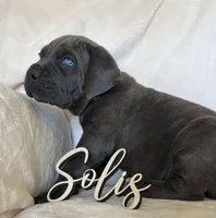 Brown Collar, a male Cane Corso for sale in Norco, CA – 9 of 10