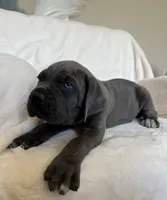 Brown Collar, a male Cane Corso for sale in Norco, CA – 8 of 10