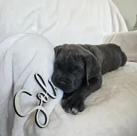 Brown Collar, a male Cane Corso for sale in Norco, CA – 10 of 10
