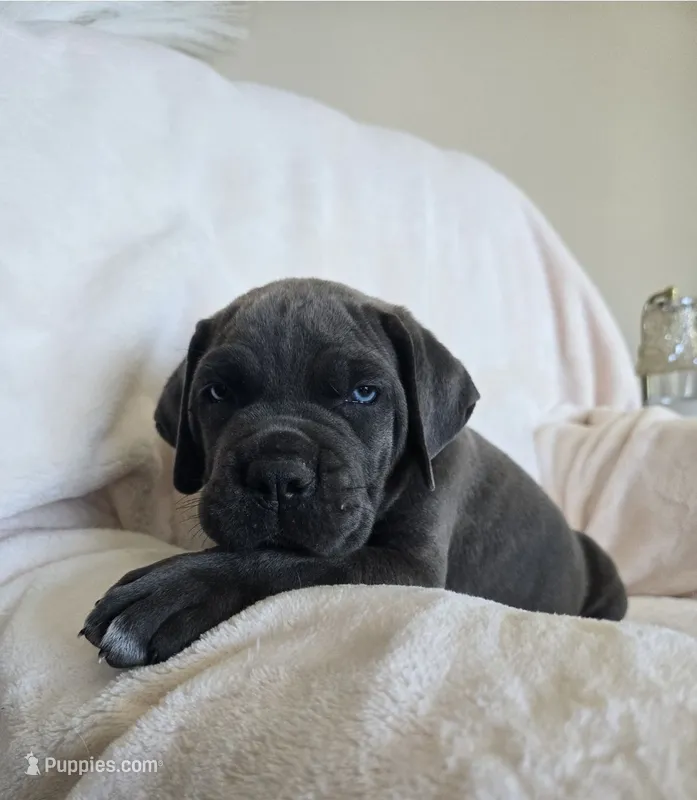 Brown Collar – Cane Corso puppy for sale in Norco, CA