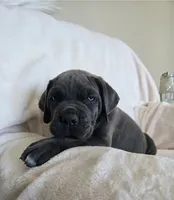 Brown Collar, a male Cane Corso for sale in Norco, CA – 1 of 10
