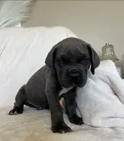 Brown Collar, a male Cane Corso for sale in Norco, CA – 7 of 10