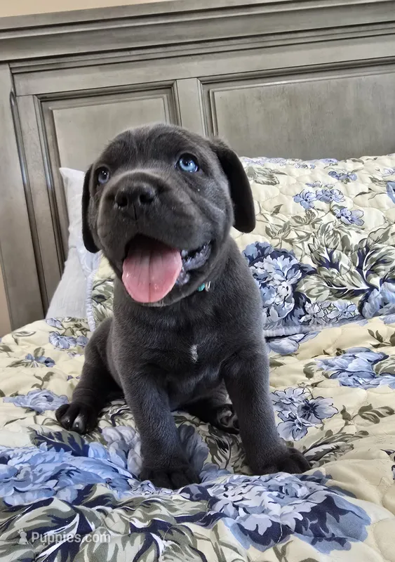 Mint Collar – Cane Corso puppy on hold in Norco, CA