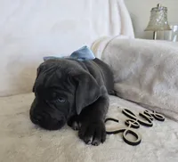 Black Collar, a female Cane Corso for sale in Norco, CA – 10 of 10