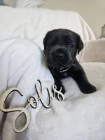 Tan collar, a male Cane Corso for sale in Norco, CA – 2 of 3
