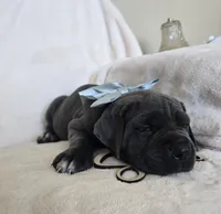 Black Collar, a female Cane Corso for sale in Norco, CA – 3 of 10
