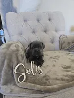 Pink collar, a female Cane Corso for sale in Norco, CA – 3 of 3