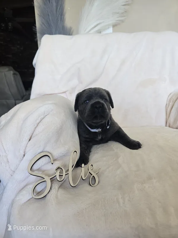 Lavender collar – Cane Corso puppy for sale in Norco, CA