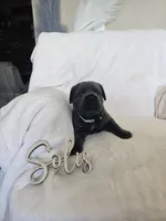 Lavender collar, a female Cane Corso for sale in Norco, CA – 1 of 9