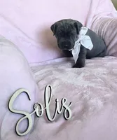Lime Collar, a female Cane Corso for sale in Norco, CA – 2 of 9