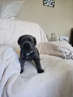 Lavender collar, a female Cane Corso for sale in Norco, CA – 8 of 9