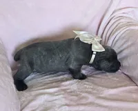 Lime Collar, a female Cane Corso for sale in Norco, CA – 8 of 9